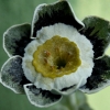 Primula Auricula Hetty Wolf - Abriachan Nurseries